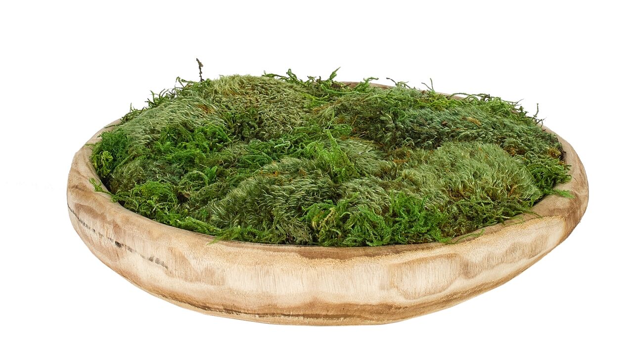 Natural Wood Low Bowl with Moss