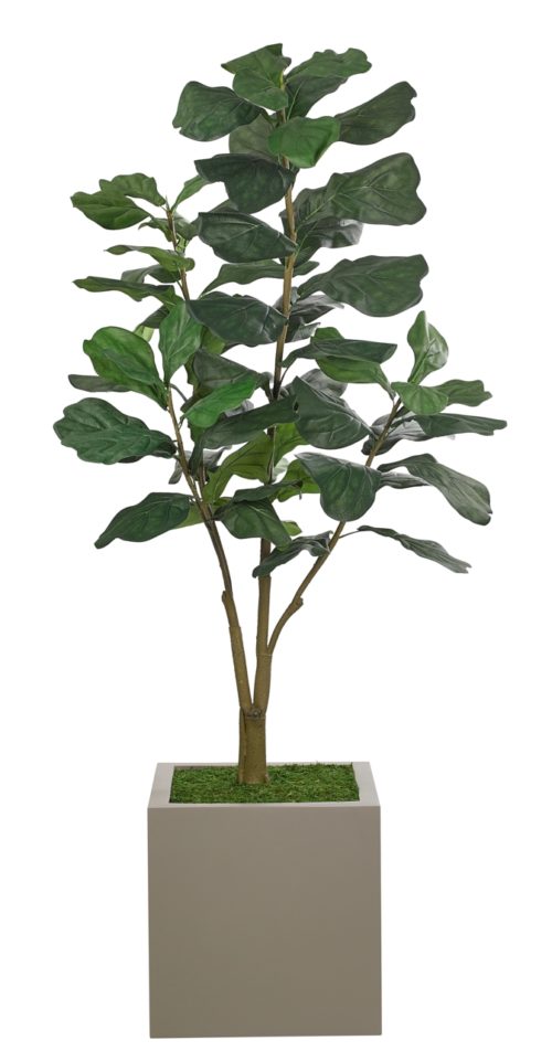 A 6-foot faux Fiddle Leaf Fig Tree stands in a gray, square pot filled with green moss. The plant has thick, waxy dark green leaves and several branches, creating a lush, vibrant appearance against a plain white background.