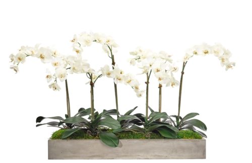 The "Preorder for August | Orchid" product features a rectangular stone planter that holds multiple white orchid stems adorned with small blooms and complemented by dark green leaves. The planter is filled with moss, creating a natural and elegant display.