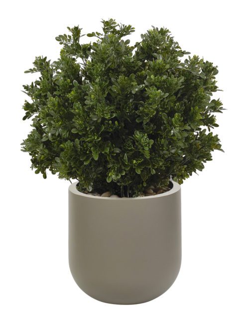 A dense, lush faux Boxwood shrub with small green leaves is set in a smooth, light gray ceramic pot. This minimalist 38" planter is ideal for outdoor use.