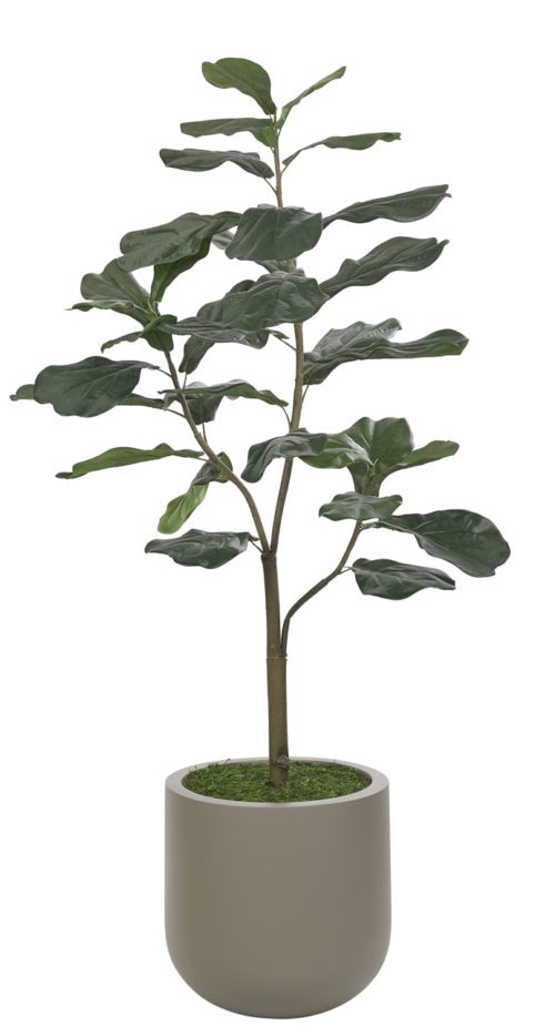A tall potted plant with broad, dark green leaves stands upright in a simple, gray pot. The leaves are glossy and slightly wavy, with the plant set against a plain white background.