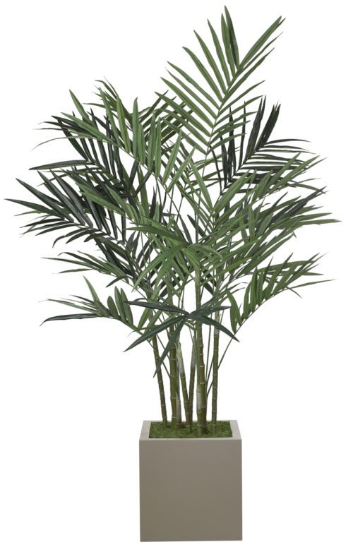 A tall potted palm plant with long, slender green leaves, planted in a rectangular gray pot. The leaves are spread out in various directions, giving the plant a lush and full appearance.