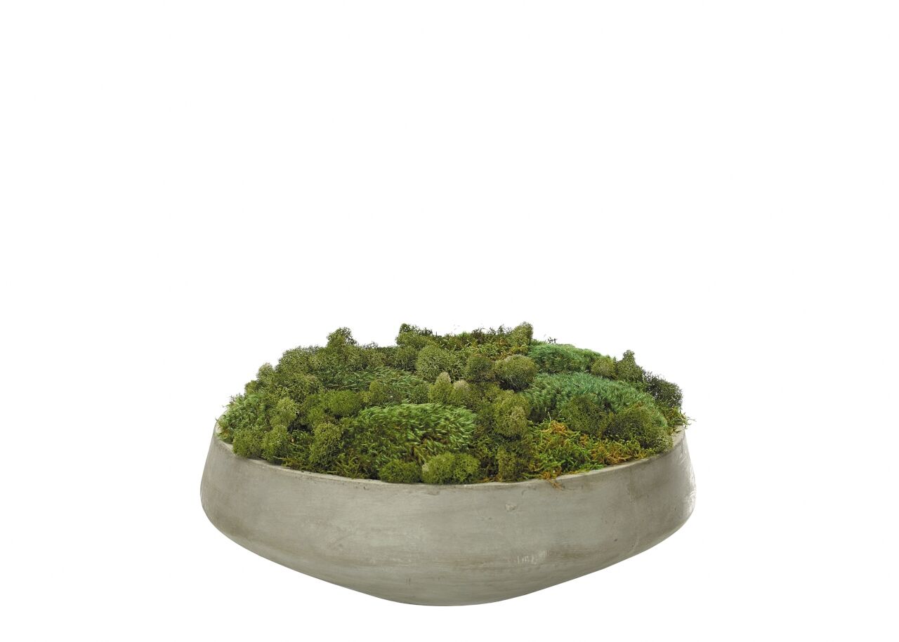 Moss in large Round Cement Bowl