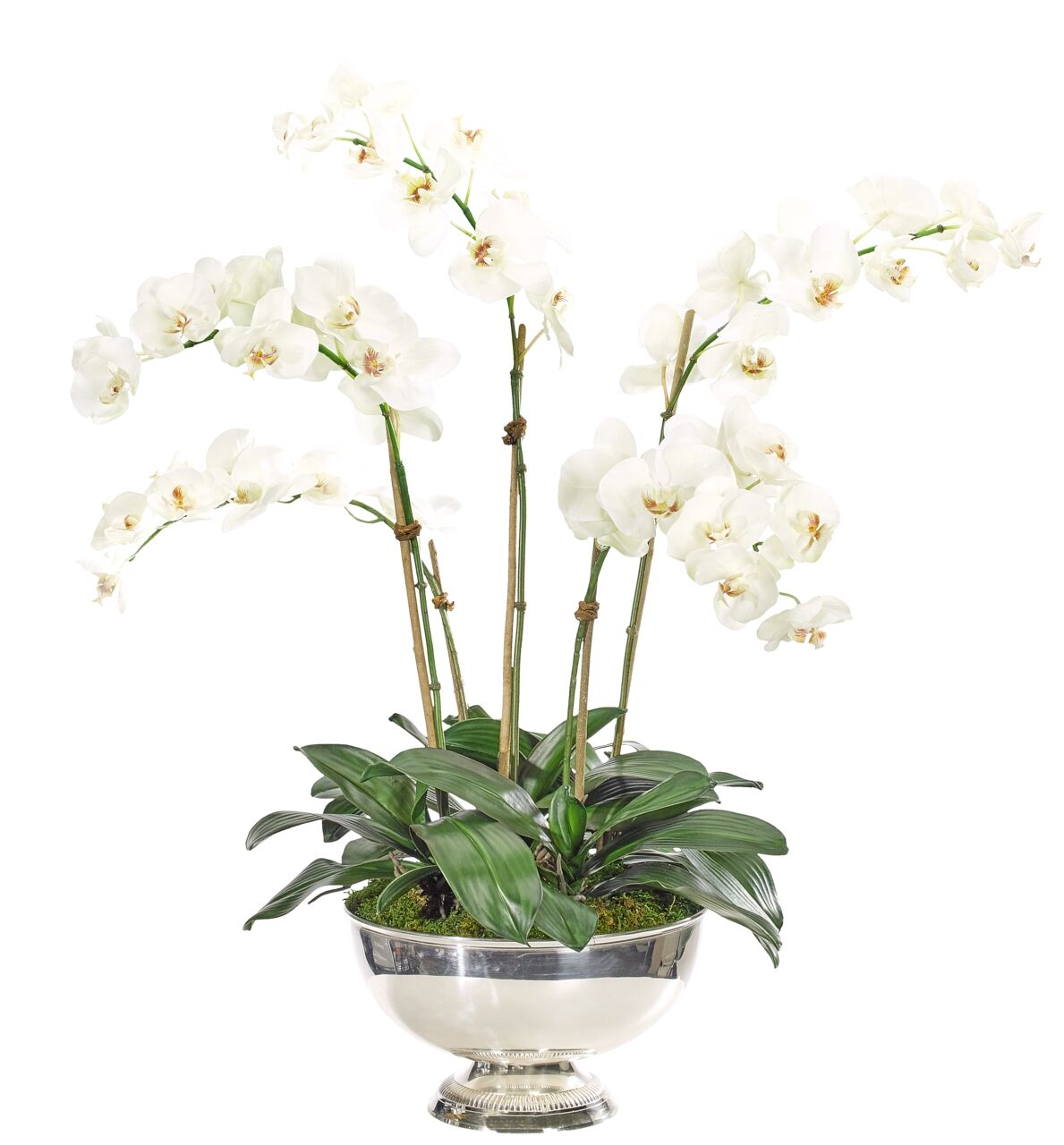 25 Verrines Orchidée blanche 9 cl