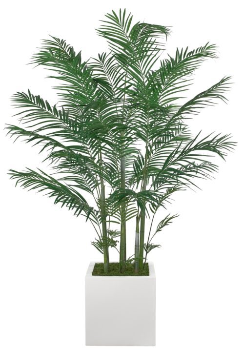 Palm in Blanco Cube
