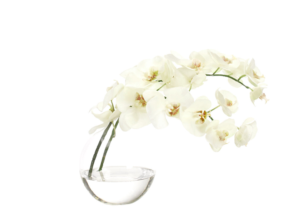 Orchid Phalaenopsis, White, in Glass BubbleFaux Watergarden, 11