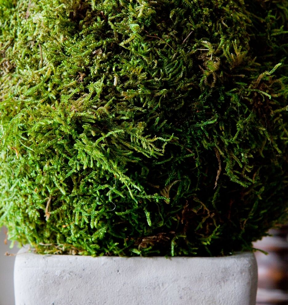 A close-up of a potted plant with lush, green moss covering the upper part. The moss appears dense and textured, sitting atop a white, rectangular planter. The background is blurred and neutral, emphasizing the vibrant greenery.