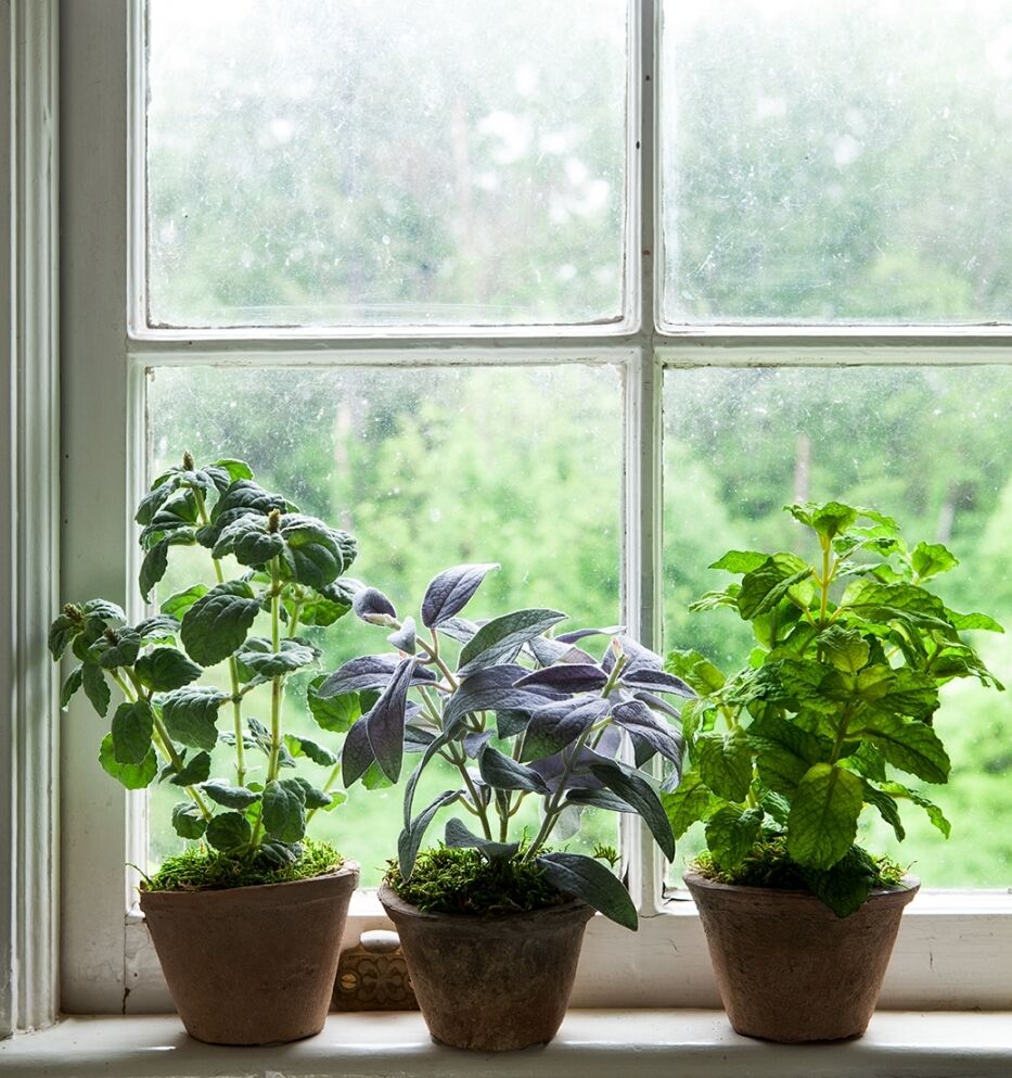 Three potted plants sit on a windowsill, with lush green foliage visible through the window. The plants are in rustic terracotta pots, and soft natural light enhances the serene and fresh atmosphere.