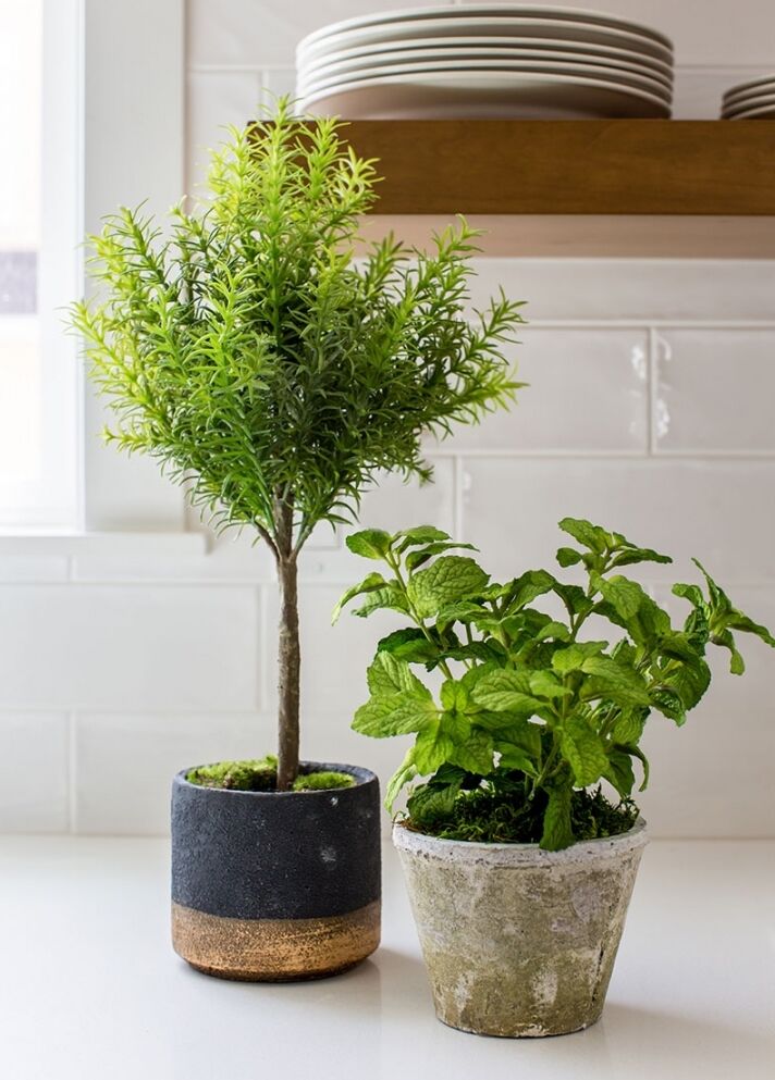 Two potted plants are placed on a white countertop. One is a small potted tree in a black and brown pot, and the other is a leafy mint plant in a rustic, weathered pot. A shelf with stacked white plates is in the background.