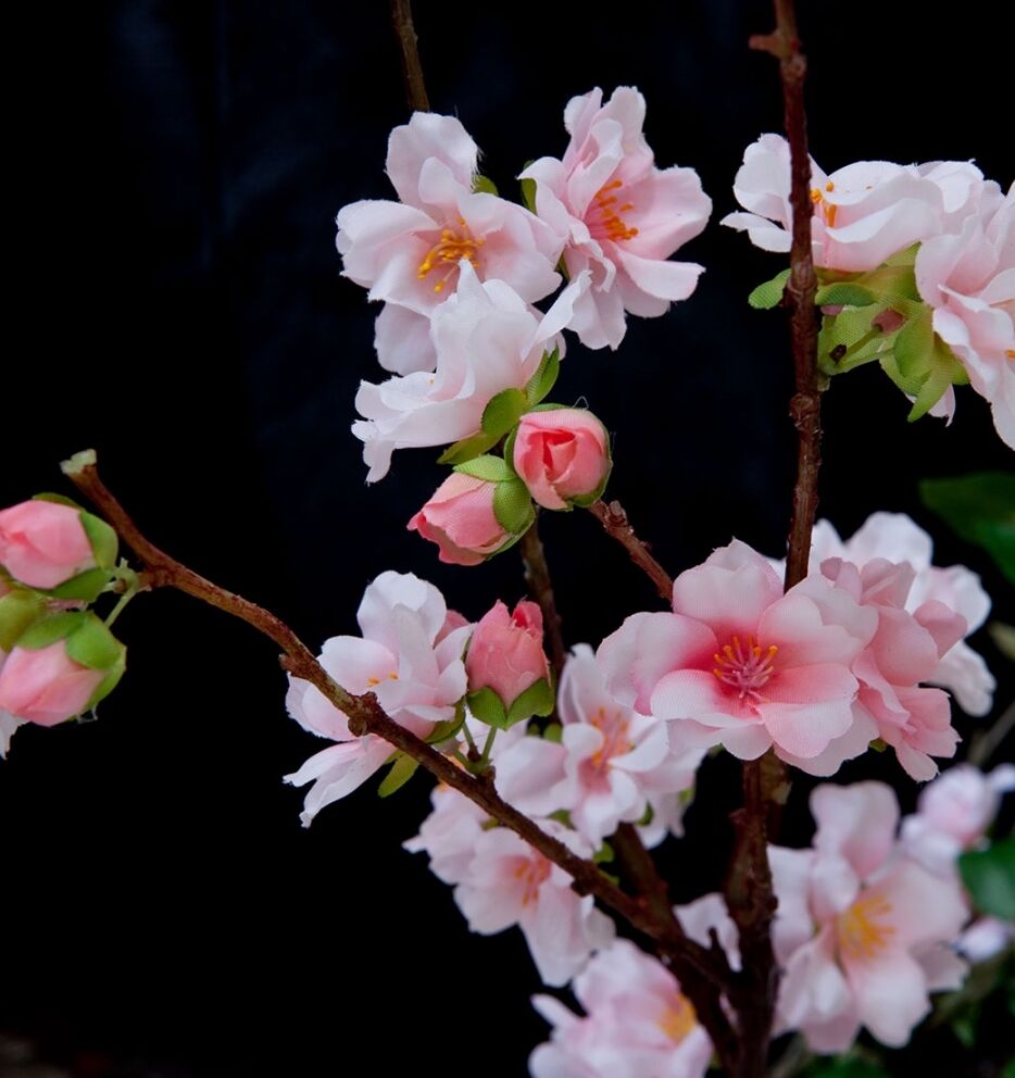 A close-up of a cherry blossom branch featuring delicate pink flowers and buds against a dark background. The blossoms have soft petals with vivid pink centers, creating a striking contrast.