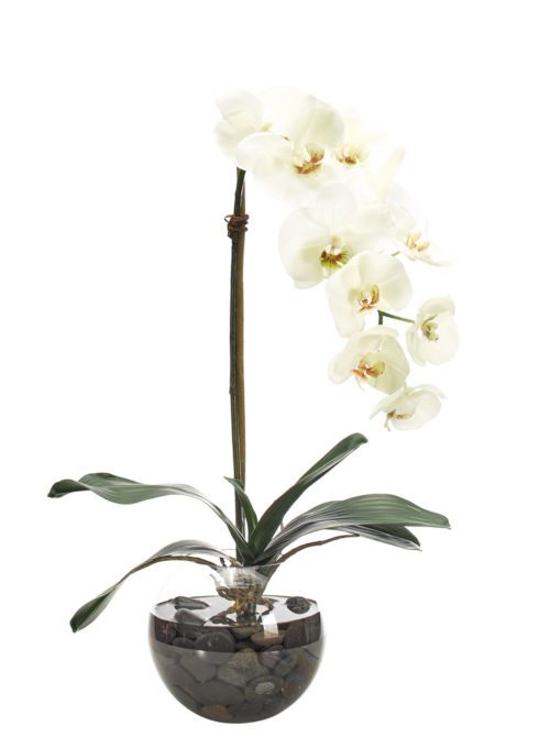 The Orchid Phalaenopsis, White, in Glass Bubble showcases several elegant blooms arching on a slender stem supported by a stick. It is artistically arranged in a clear round vase filled with dark stones and features broad green leaves spread out at the base.