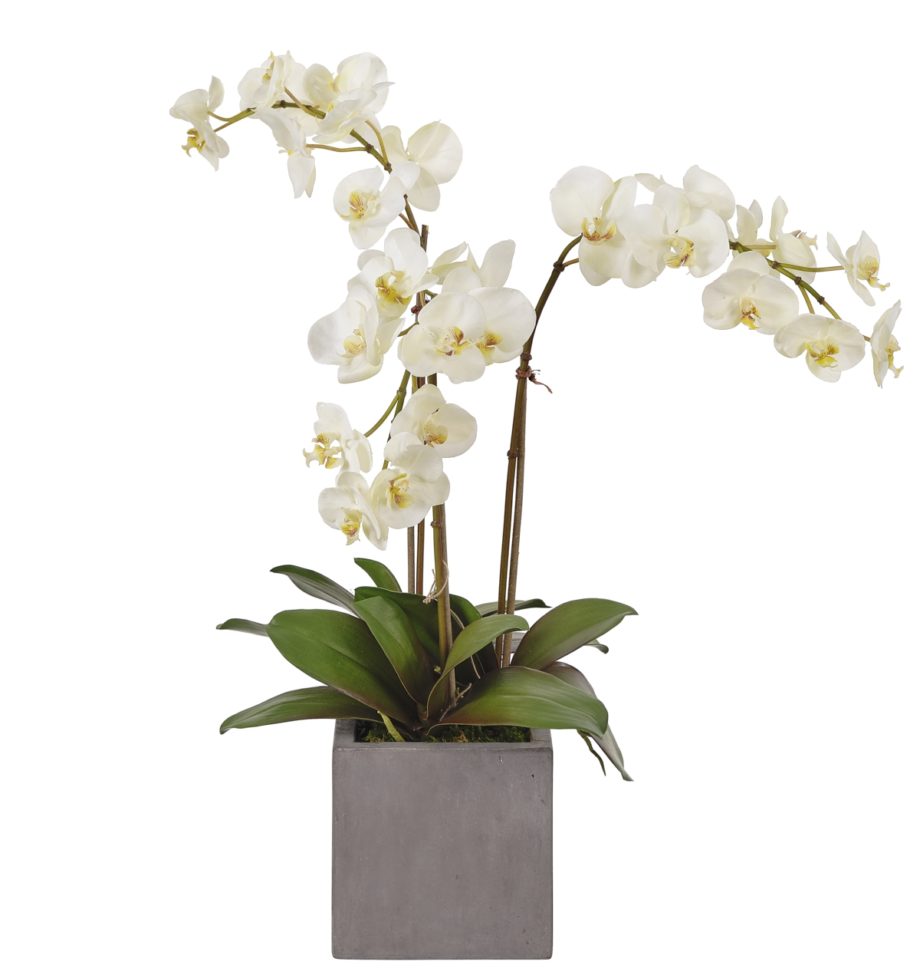 Orchids | NDI