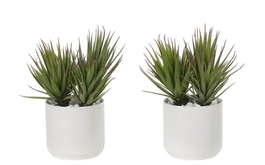 Succulent Yucca, in Ceramic Pot, Set of 2, Faux, 10