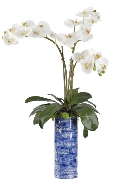 A white Orchid Phalaenopsis with numerous blooms and buds displayed in a tall, blue and white marbled ceramic vase. The arrangement features broad green leaves at the base, measuring 33 inches in height.