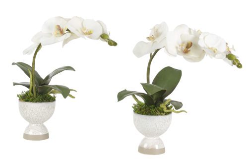 A pair of Orchid Phalaenopsis in a faux arrangement is presented in speckled round pots, adorned with long green leaves and moss. Each plant displays multiple delicate white blooms and buds, offering an elegant and minimalistic floral design. This set is available for preorder for February.