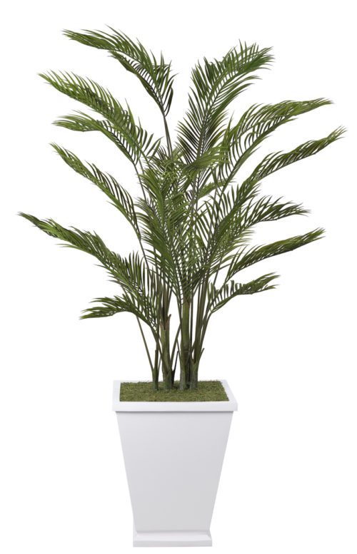 A lush green palm plant in a tall, square white planter, displayed against a white background. The plant has several slender stems with long, narrow, arching leaves.