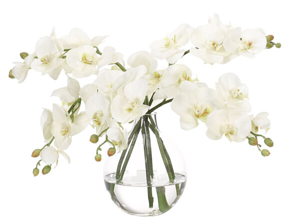 Orchid Oncidium, White, Glass CylinderFaux, Moss Garden, 27