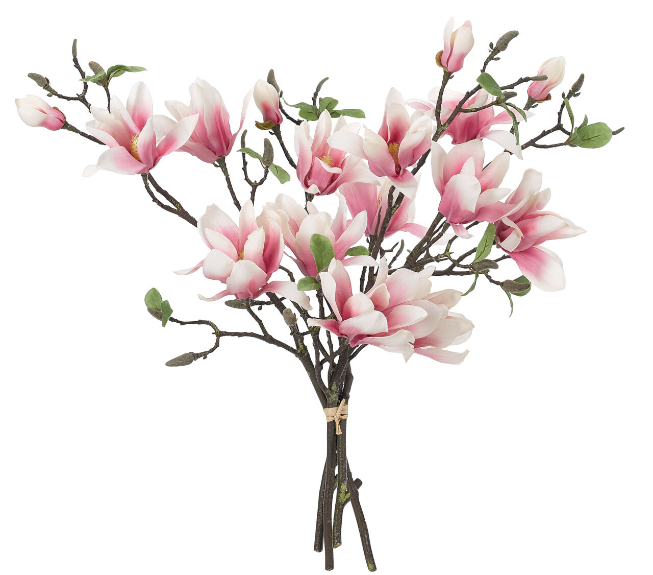 pink magnolia flower branch