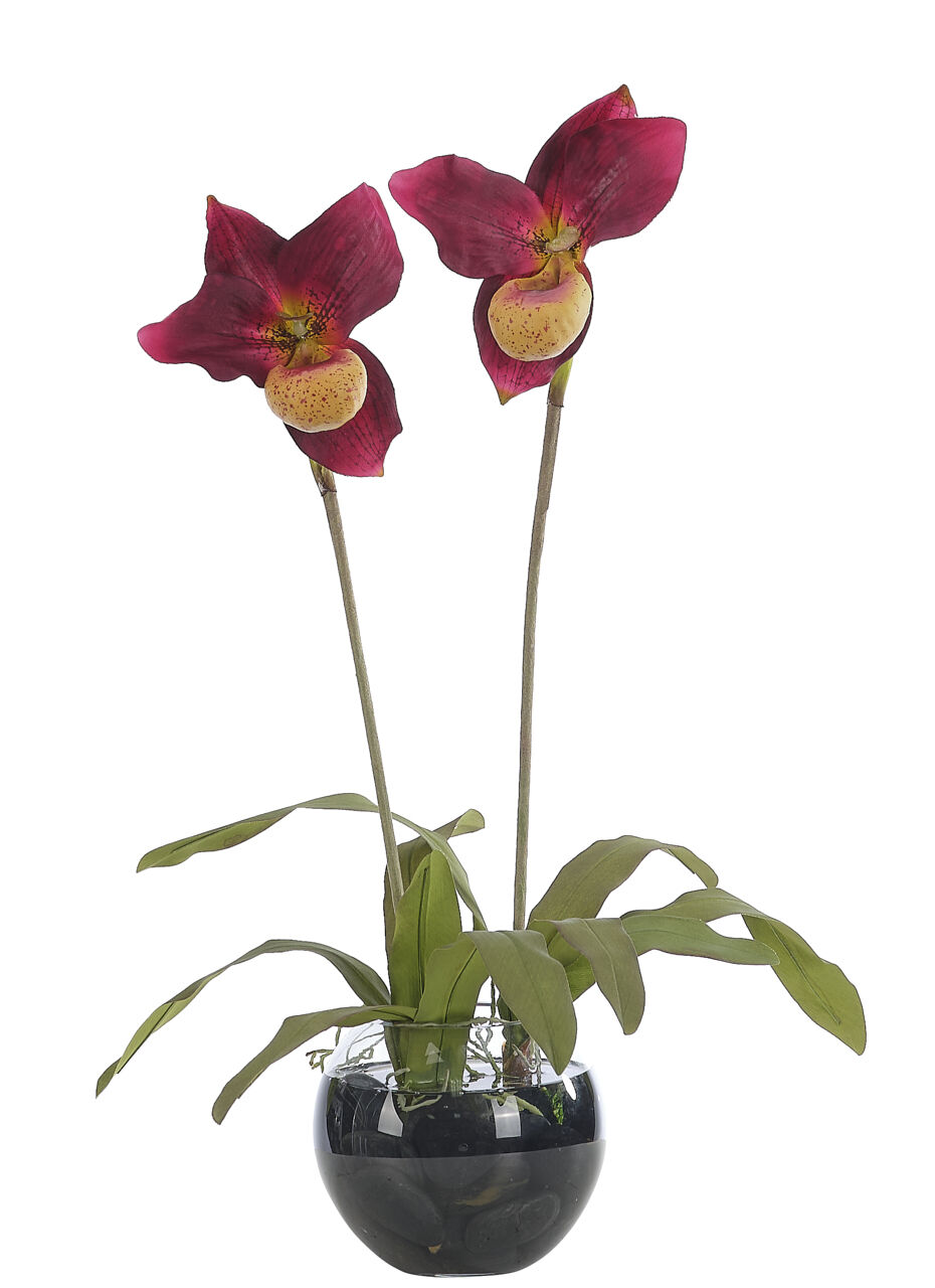 Slipper orchids for online sale