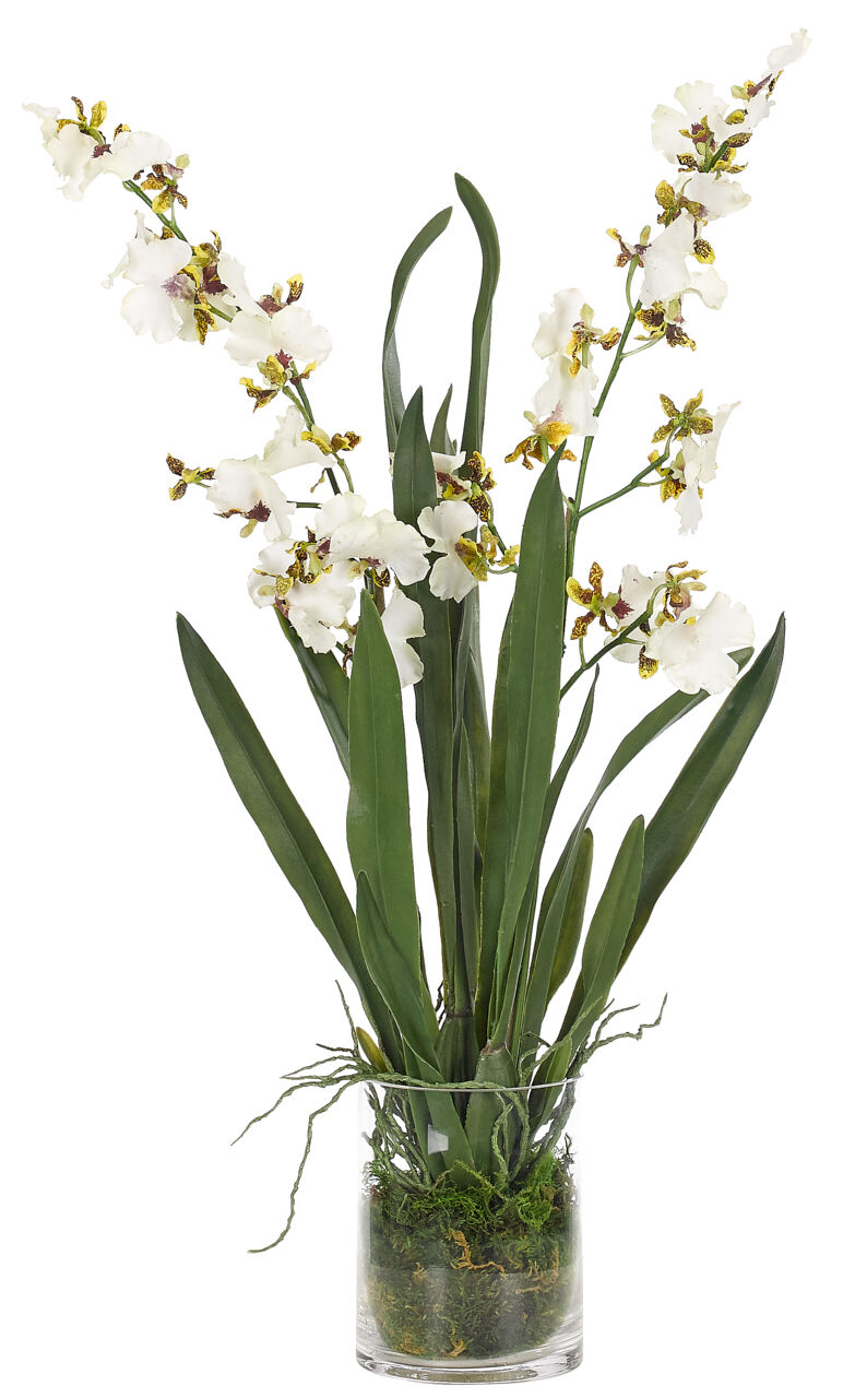 Orchid Oncidium, White, Glass CylinderFaux, Moss Garden, 27