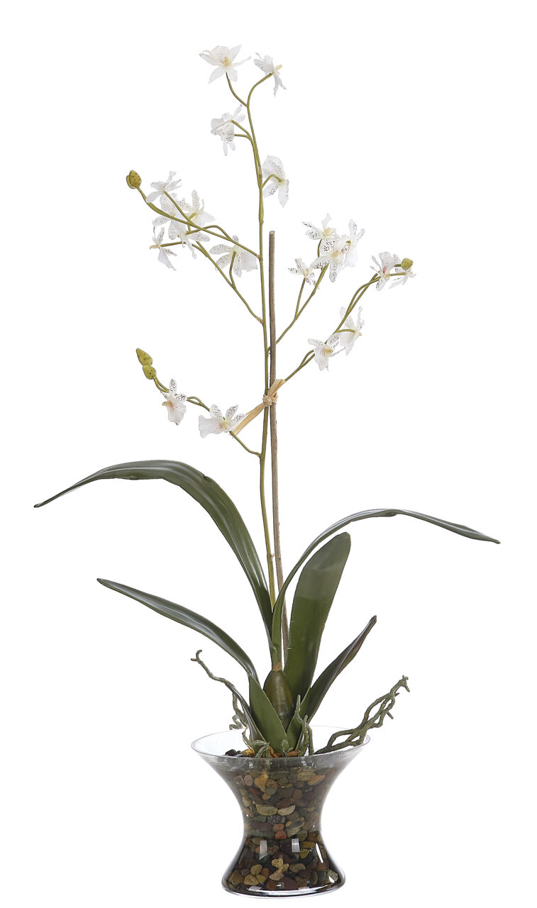 Orchids Aquae Bouteille d'eau demi-gallon avec poignée - cruche d