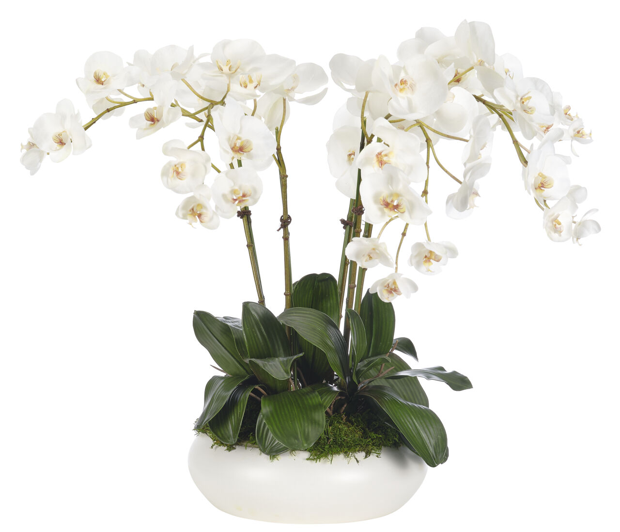 NOTRE DAME PARIS White Orchid in Silver Bowl Pot Ceramic Orchids