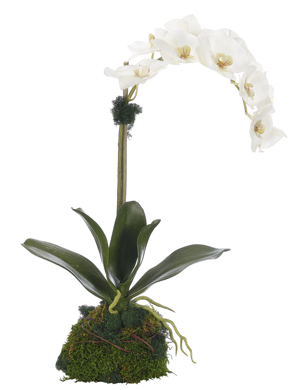 White Orchid with soil moss base – Blanc Box