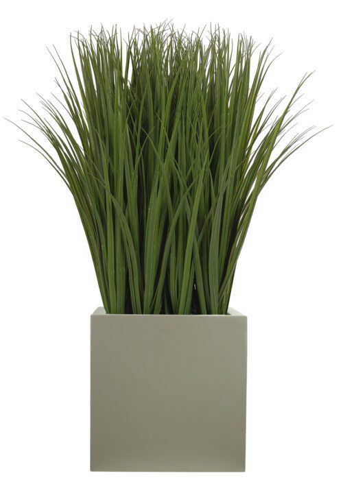 Tall green grass-like plants are densely arranged in a simple, muted green square planter. The image shows a front view with the grass blades varying slightly in height and thickness, giving a natural, lush appearance.