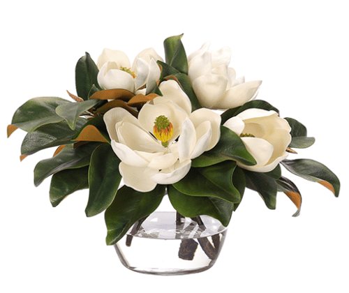 Magnolias