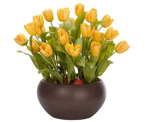 Tulips