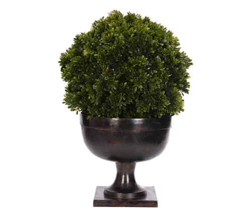 Boxwood