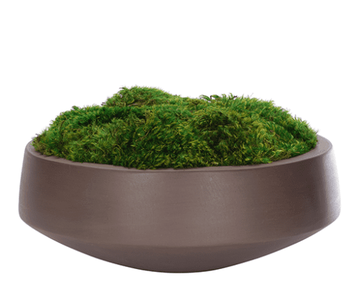 Moss