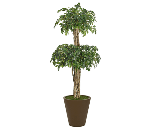 Ficus