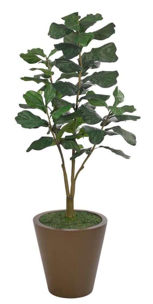 A tall potted plant with broad, glossy green leaves, resembling a fiddle leaf fig, standing in a brown tapered planter. The plant has multiple stems and lush foliage.