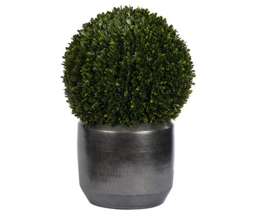 Boxwood