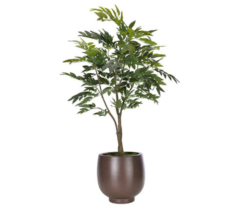 Floor Plants