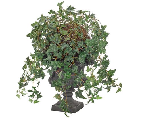 Ivy