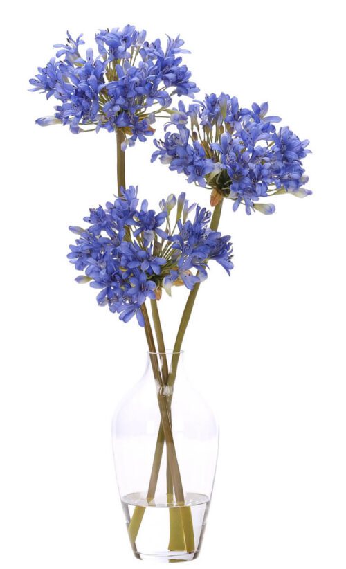 Agapanthus, Faux Watergarden, 29"