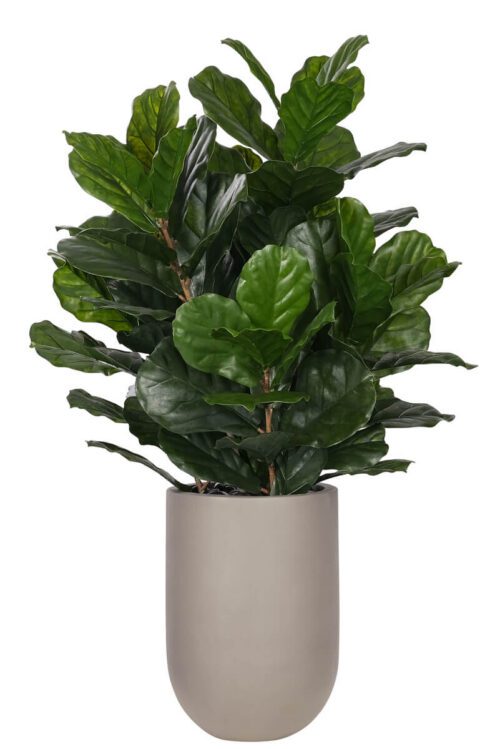 Fiddle Leaf Tree, UV Outdoor Greenery, Faux Floor Plant, 56"