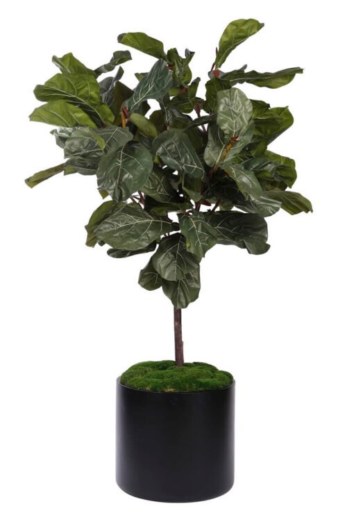 Fiddle Leaf Tree, Faux Tree, 78"