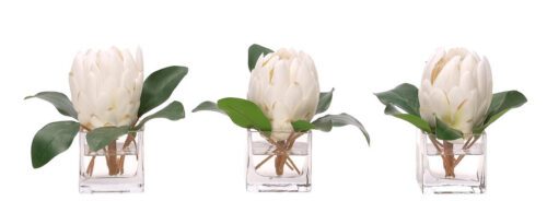Protea, Set of 3, Faux Watergarden, 6"