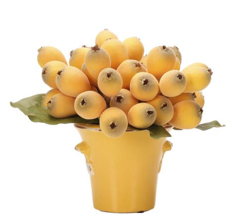 Loquat, Faux Arrangement, 11.5" (Final Sale)