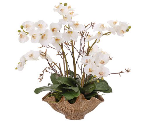 Orchids