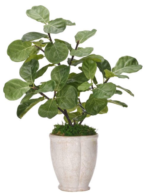 Fiddle Leaf, Faux Arrangement, 30"