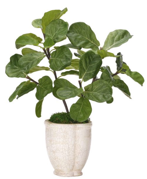 Fiddle Leaf, Faux Arrangement, 25"