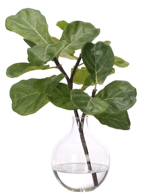 Fiddle Leaf, Faux Watergarden, 18"