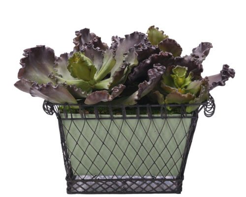Succulent, Faux Arrangement, 18" (Final Sale)