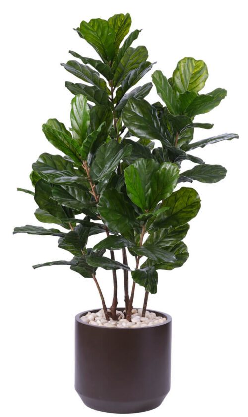 A fiddle leaf fig plant with broad, glossy green leaves growing from several stems, potted in a dark round container filled with white pebbles, on a white background.