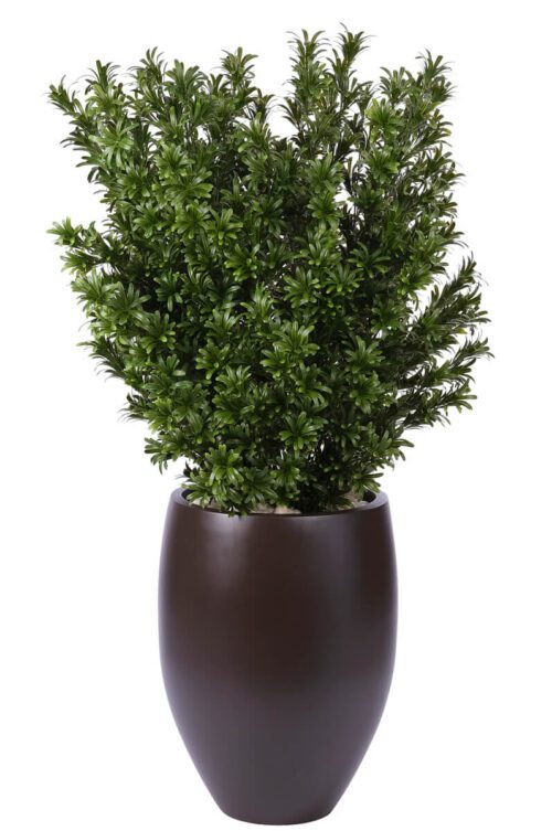 Podocarpus, UV Outdoor Greenery, 53"