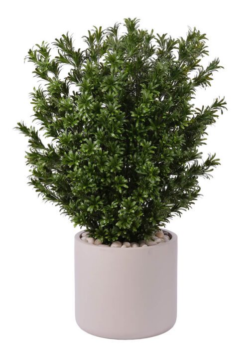 Podocarpus, UV Outdoor Greenery, 46"